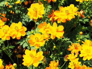 Flowers in the garden.