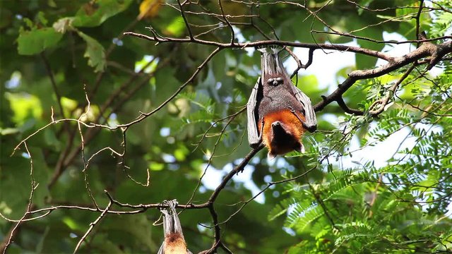Bat hanging on a tree branch Malayan bat or "Lyle's flying fox" science names "Pteropus lylei", low-angle of view shot