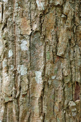 Tree bark texture