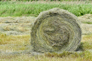 Hay pressed in rolls