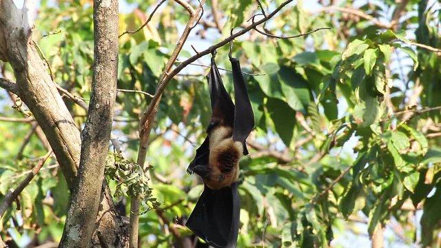 Bat hanging on a tree branch Malayan bat or "Lyle's flying fox" science names "Pteropus lylei", closeup shot