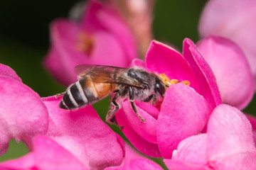 Macro of a bee in a yellow and lilac flower
