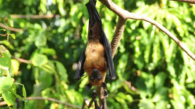Bat hanging on a tree branch Malayan bat or "Lyle's flying fox" science names "Pteropus lylei", closeup shot