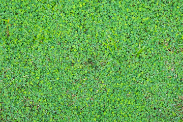 Green grass background with water drops.