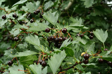 Hawthorn tree berries on branch with green leaves, green background