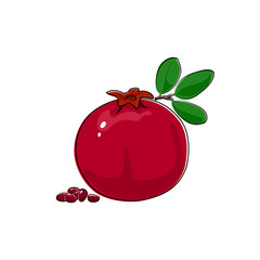 Pomegranate Isolated on White, Tropical Fruit Pomegranate, Vector Illustration