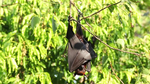 Bat hanging on a tree branch Malayan bat or "Lyle's flying fox" science names "Pteropus lylei",closeup shot