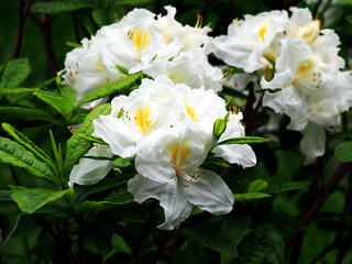White Azalea, Rhododendron in the park, spring 