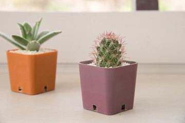 Small cactus plant in flowerpot on wooden table