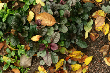 Green and purple plants and yellow leaves on ground. Autumn leaves background.