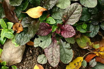 Green and purple plant and yellow leaves on ground. Autumn leaves background.