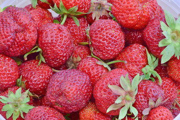 Strawberries/Photo of strawberries freshly plucked from the garden...