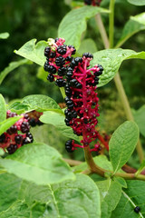 Dark berries of pokeweed (Phytolacca acinosa)