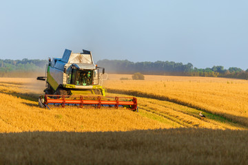 Harvester machine working in field . Combine harvester agriculture machine harvesting golden ripe wheat field. Agriculture