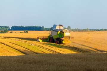 Naklejka premium Harvester machine working in field . Combine harvester agriculture machine harvesting golden ripe wheat field. Agriculture