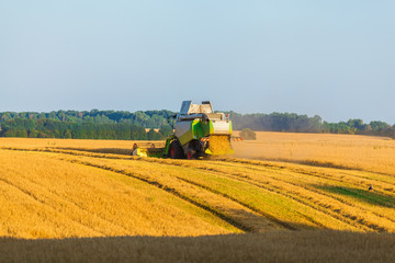 Harvester machine working in field . Combine harvester agriculture machine harvesting golden ripe wheat field. Agriculture