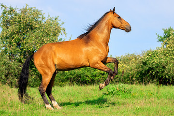 Obraz premium Bay horse standing on its hind legs