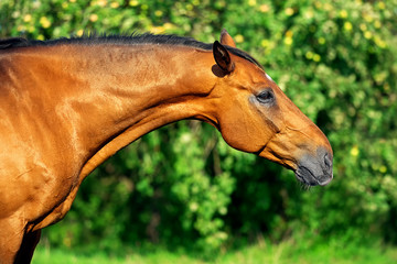 Portrait of bay horse in profile