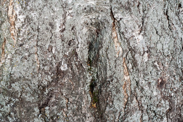 Old tree bark, trunk texture background detail.