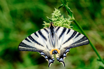 Farfalle, Podalirio