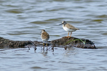 Sandpipers of different types together on Yamal