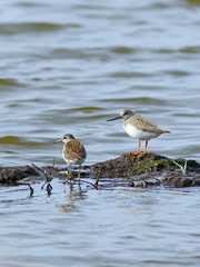 Sandpipers of different types together in the north of Western S