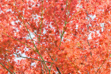 Red maple tree in forest in fall, Beautiful autumn background.