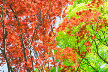 Red and green maple tree in forest in fall season, autumn backgr
