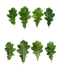 Set of green wet oak leaves isolated on white background, downside