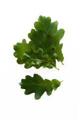 Fototapeta premium Composition of green wet oak leaves in perspective isolated on white background, downside