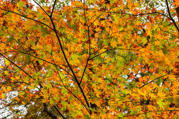 Red maple tree in forest in fall, Beautiful autumn background.