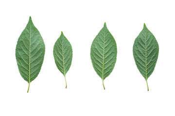 Cherry tree leaves isolated on white background, downside