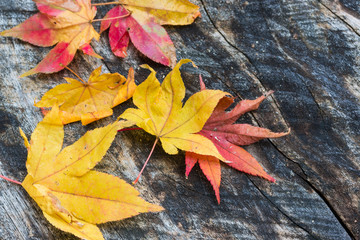 Autumn maple leaves on old wooden plank.