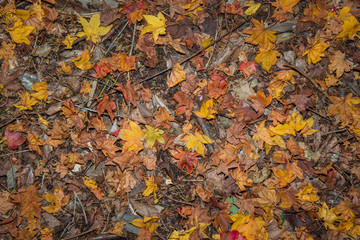 Colorful autumn leaves on the ground, autumn background.