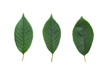 Cherry tree leaves isolated on white background