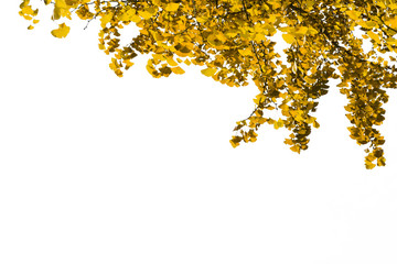 Colorful ginkgo leaves on white background.