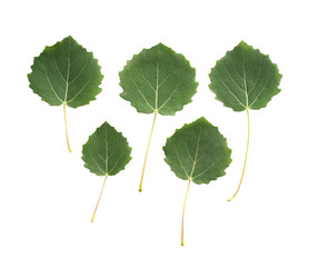 Aspen leaves isolated on white background