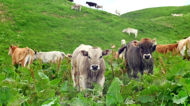 young cows graze on a green meadow with tall grass and looking at the camera