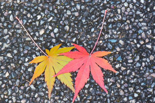Red maple leaf lays on dark asphalt road. autumn background.