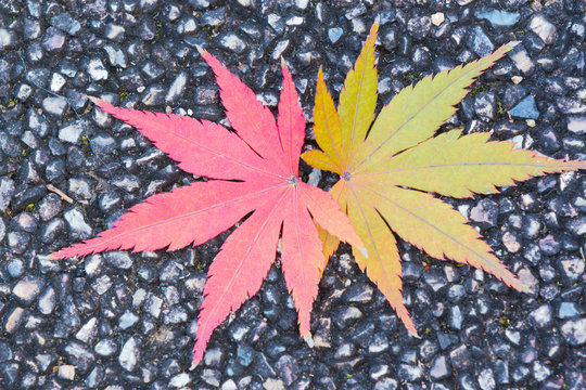 Red maple leaf lays on dark asphalt road. autumn background. - Powered by Adobe
