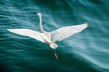 Flying Little Egret