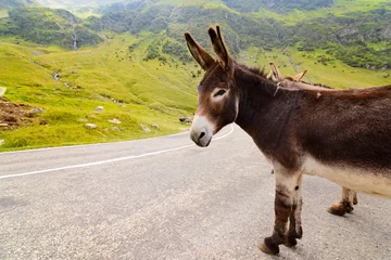 Zelfklevend Fotobehang Ezel Funny donkey on road