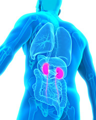 Human Kidneys Anatomy