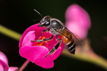 Macro of a bee in a yellow and lilac flower
