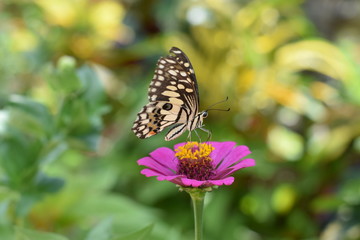 Fototapeta na wymiar big tropical butterfly sitting on pink flower