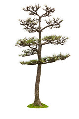 Pine tree for decor isolated on white background.