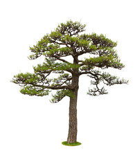 Pine tree for decor isolated on white background.