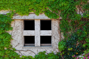 Old white window of abandoned house with creeping plant green le
