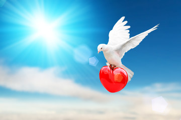 white dove holding red heart