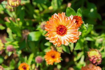 Gerbera Daisy flower in flower garden on top view.
